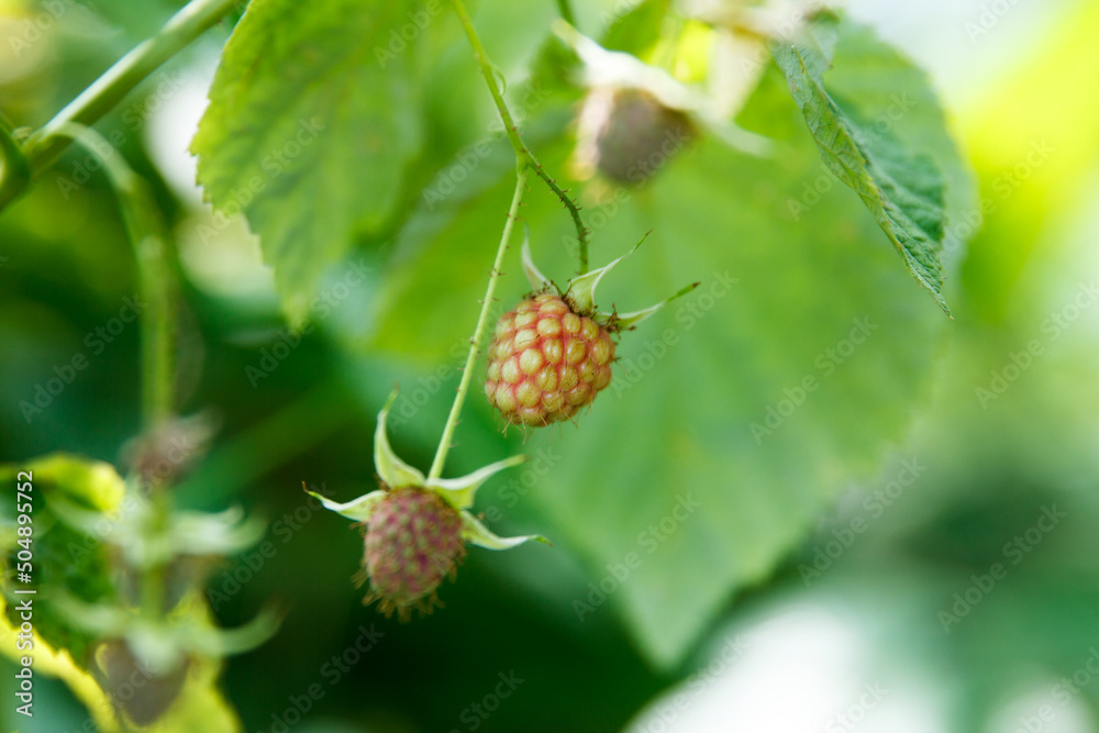 Green raspberry berries on a twigs in the garden
