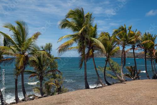 Fototapeta Naklejka Na Ścianę i Meble -  Island Palms