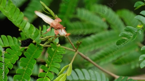 Resting on leaves under the morning light as the camera zooms out, Orchid Mantis Hymenopus coronatus, male. Kaeng Krachan National Park, Thailand. photo