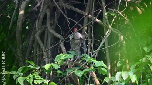 Seen looking down and towards its left while perched deep in the foliage, Spot-bellied Eagle-owl, Bubo nipalensis, Juvenile, Kaeng Krachan National Park, Thailand. photo
