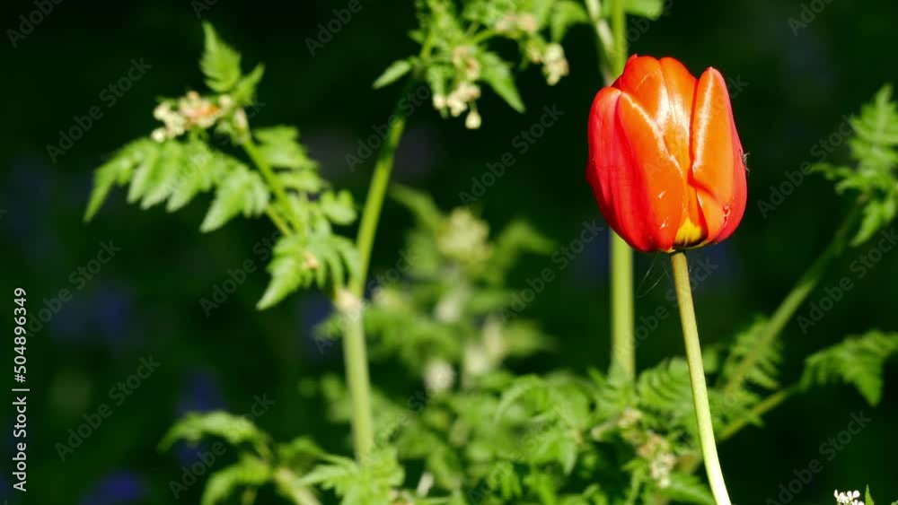Single solitary red tulip grows in bracken woodland Single solitary red tulip grows in bracken woodland