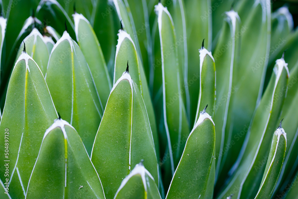 Obraz premium Beautiful Queen victoria agave. Cacti succulent with green smooth long leaves, a scarlet-like plant in a botanical garden, greenhouse, plantation in Mexico. Natural wallpaper with succulents in Mexico