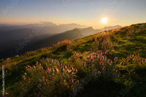 Wild flowers on the local hill Golica with some sheep in the scenery. A beautiful sunset in the mountains. 