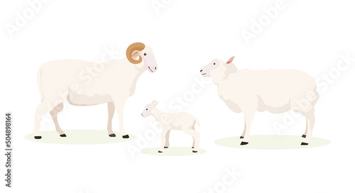 Vector illustration of white ram, sheep and lamb on white background. Farm with natural products in cartoon style.