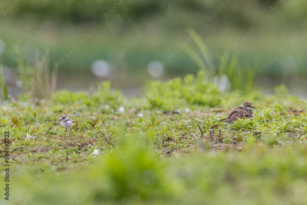 Ringed plover (Charadrius hiaticula) Ringed plover (Charadrius hiaticula)