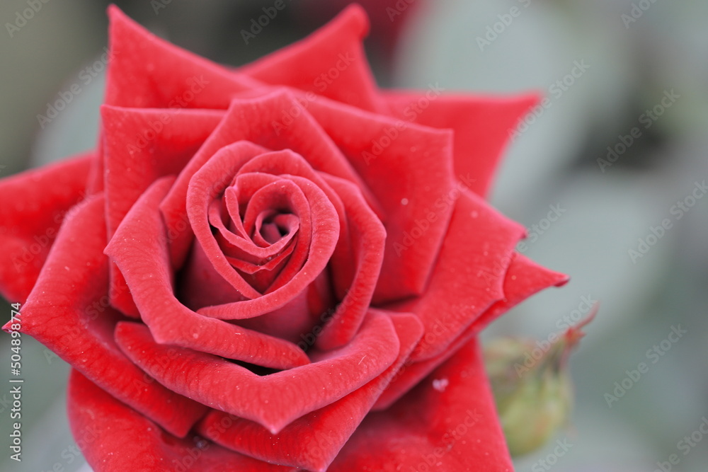 Fototapeta premium バラ