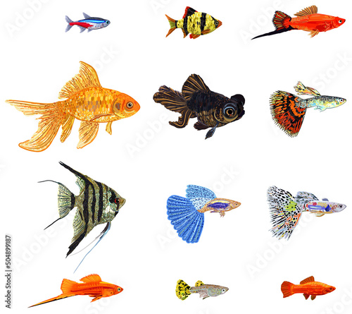 Big vector set of colorful aquarium fishes, guppies, swordtail fishes, neon, barbus, telescope, angelfish, golden fish.