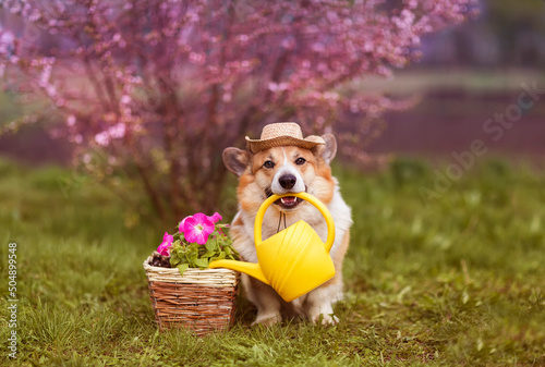 cute corgi dog puppy he holds a watering can in his teeth and waters flowers ...