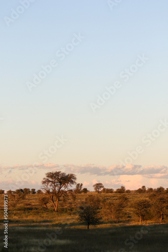 African sunset and  green Kalahari  after all the rain  Kgalagadi  South Africa