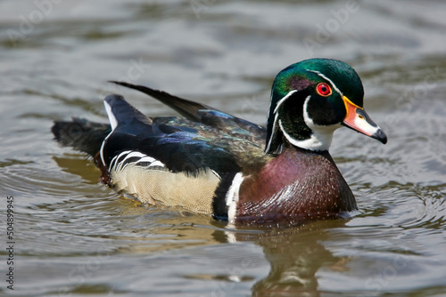 Wood Duck, (Aix sponsa), male, swimming, Vancouver, British Colombia, Canada.