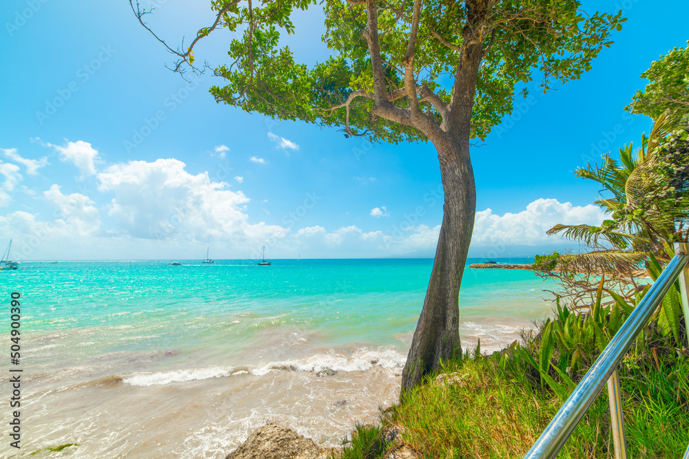 Green vegetation and turquoise water in La Datcha beach in Guadeloupe Green vegetation and turquoise water in La Datcha beach in Guadeloupe