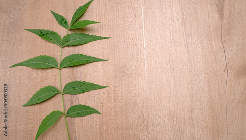 Neem leaves or Azadirachta Indica used as ayurvedic medicine with ground neem paste and juice Used in skin care, beauty products and creams.