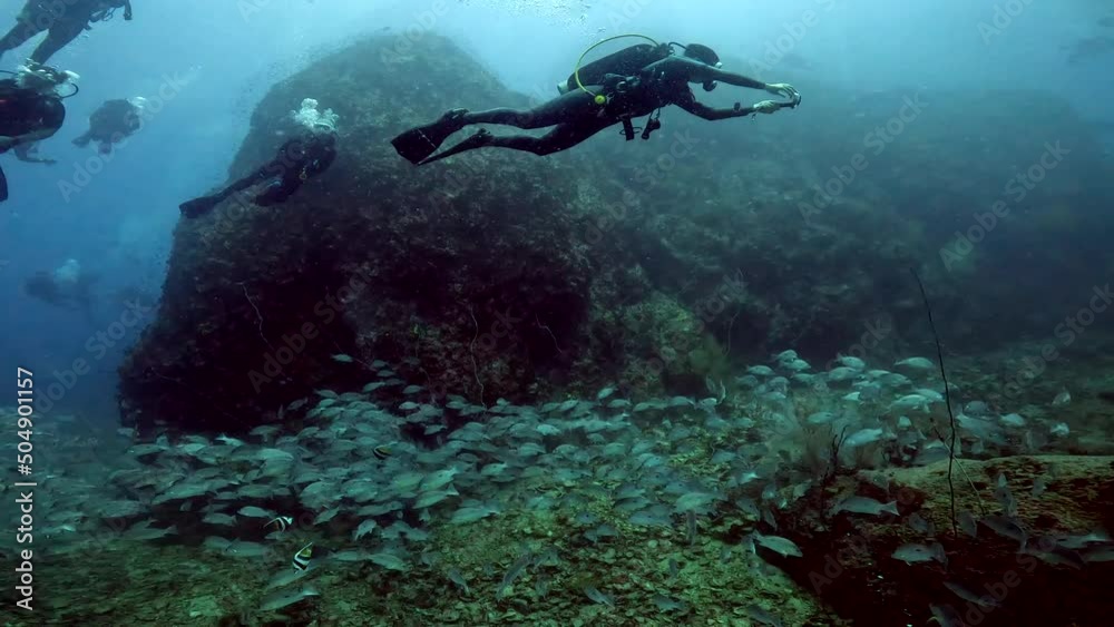 Under water film of thousands of small tropical fish swimming along ocean floor - several scuba divers passing over the school of fish - Sail Rock island in Ssouthern Thailand Under water film of thousands of small tropical fish swimming along ocean floor - several scuba divers passing over the school of fish - Sail Rock island in Ssouthern Thailand