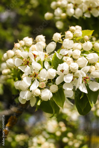 apple tree flowers