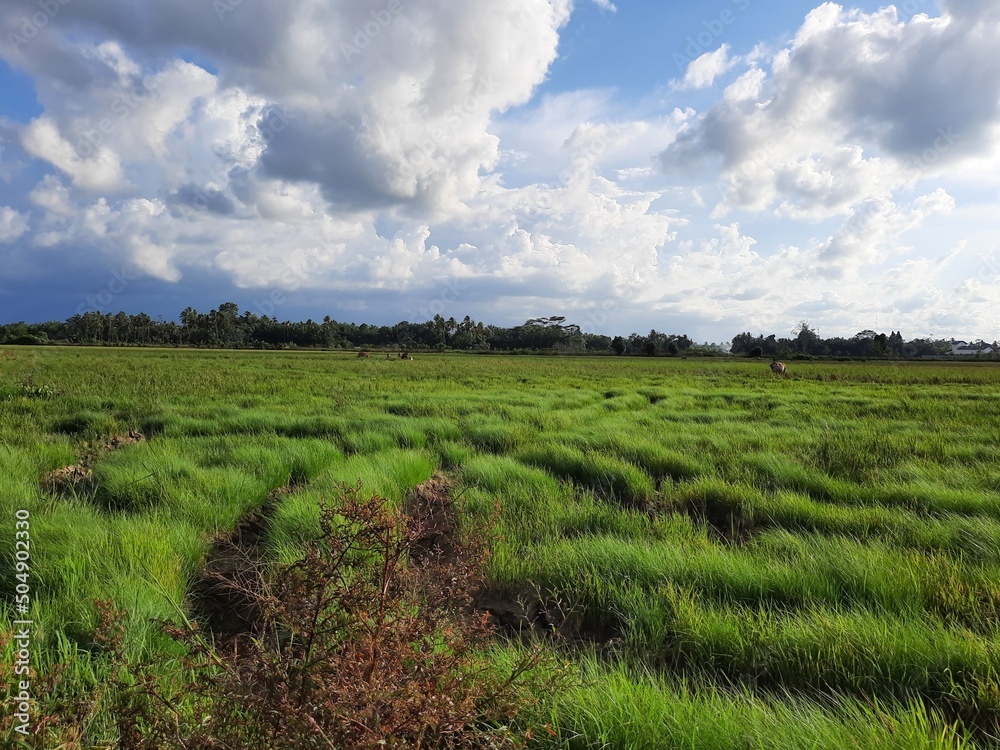 the scenery in the rice fields that have grown grass