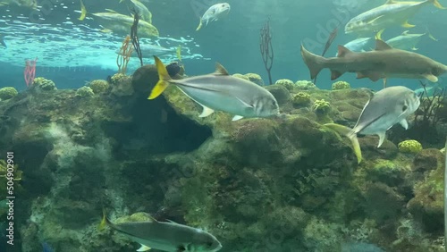 Schools of fish and a reef shark swimming around a coral bommie in a large marine aquarium. photo