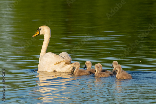 Mute swan - Cygnus olor - swimming with cygnets through calm water in the light of morning sun. Photo from Milicz Ponds, Poland. photo