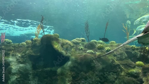 Schools of fish and a large stingray swimming around a coral bommie in a large marine aquarium. photo