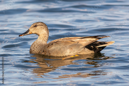 Gadwall - Mareca strepera - on blue water. Phot from Ujscie Warty National Park, Poland.