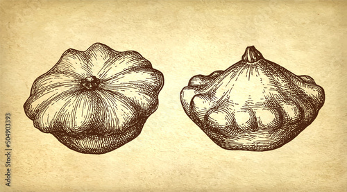 Ink sketch of pattypan squash.