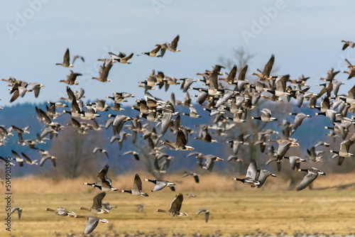 Flock of Barnacle geese - Branta leucopsis - with meadow and forest in background. Photo from Ujście Warty National Reserve, Poland