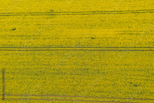 Pole uprawne porośnięte kwitnącym rzepakiem. Sfotografowane z wysokości przy użyciu drona kwiaty rzepaku tworzą żółty deseń.