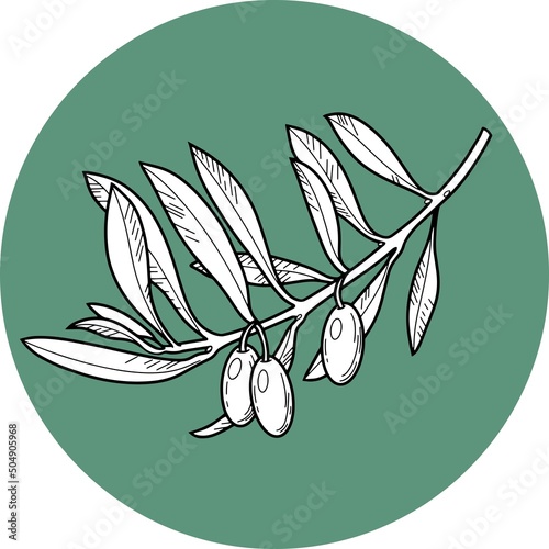 Monochrome vector illustration. Olive tree branch with olive berries, line, botanical illustration