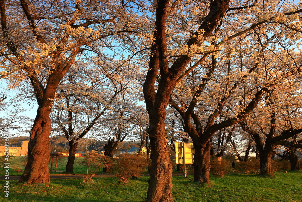 岩手県北上市　展勝地　夕焼けの桜並木