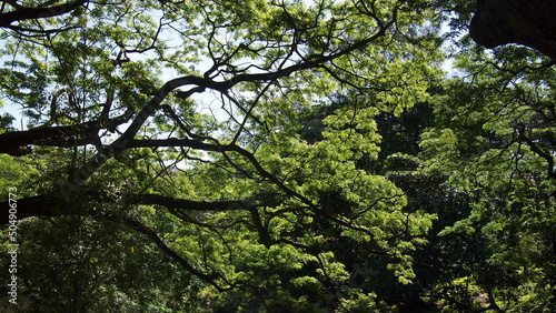 Havana forest on a sunny day  Cuba  Havana