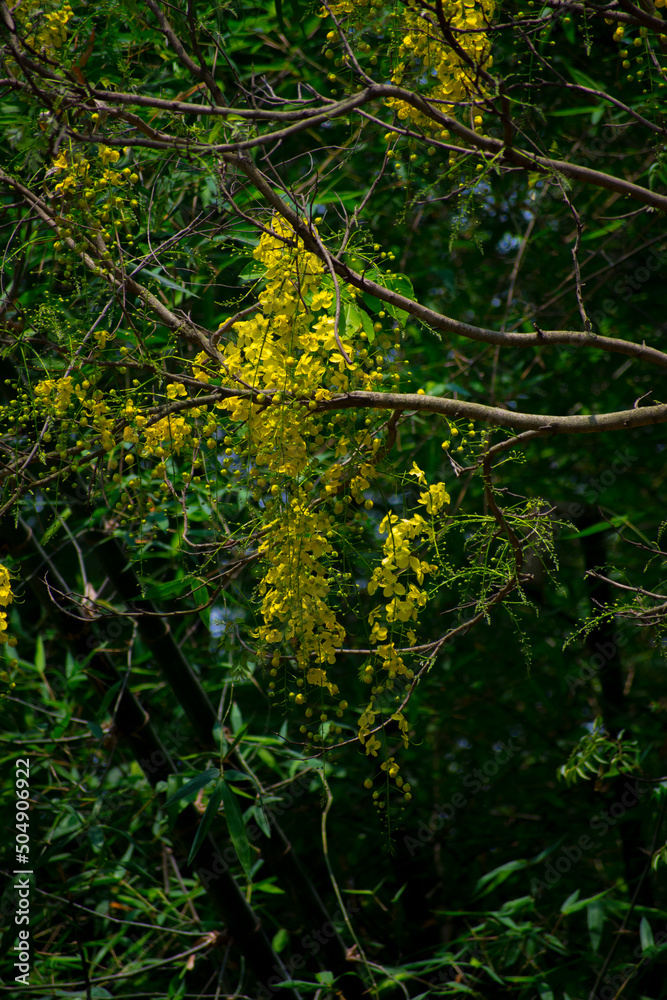 Golden shower (Sonalu) flowers in the forest with natural view backgrounds, natural beauty in Bangladesh.