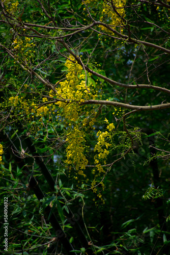 Fototapeta Naklejka Na Ścianę i Meble -  Golden shower (Sonalu) flowers in the forest with natural view backgrounds, natural beauty in Bangladesh.