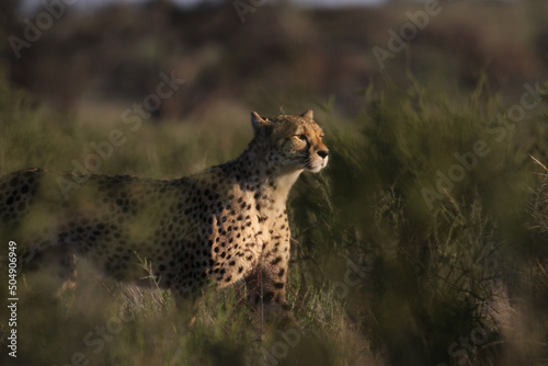 Cheetah on the hunt in the Kgalagadi, South Africa