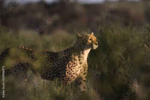 Cheetah on the hunt in the Kgalagadi, South Africa