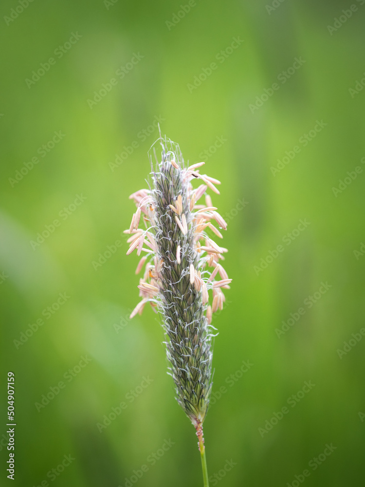 Grass awn with spores