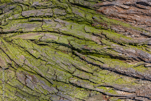 background or texture in the form of tree bark