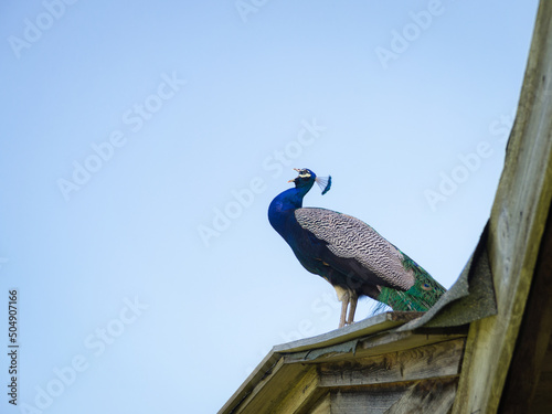  Low angle view of peacock on roof against clear blue sky photo