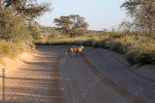Cheetah crossing a dirt road in the Kgalagadi, South Africa