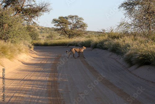 Cheetah crossing a dirt road in the Kgalagadi, South Africa
