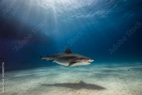 A Tigershark in Bahamas