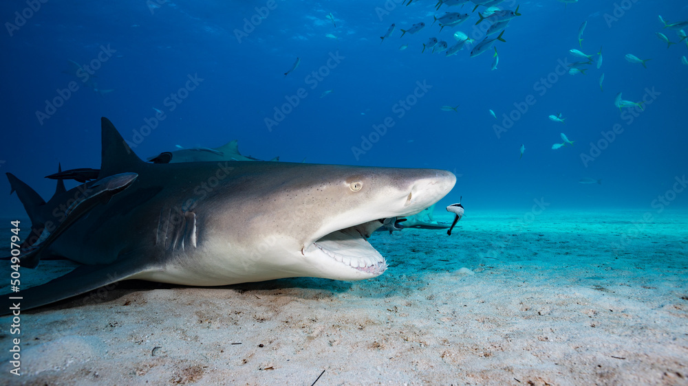 Naklejka premium Lemon Shark
