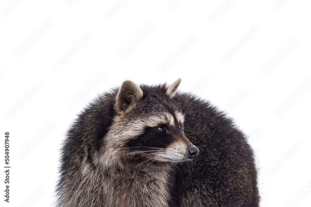 Head shot of cute Raccoon aka procyon lotor. Looking to the side showing profile. Isolated on a white background.