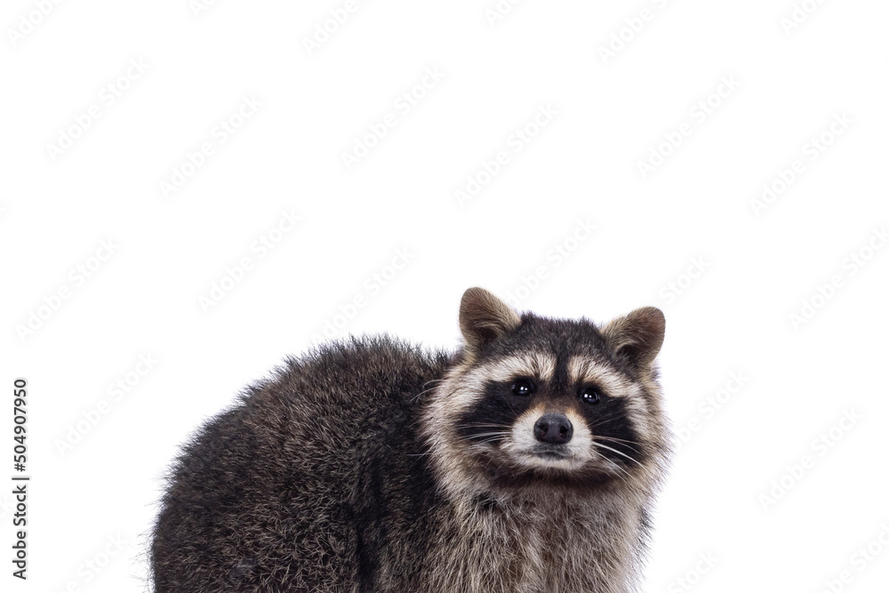 Head shot of cute Raccoon aka procyon lotor. Looking to the camera with sweet cute eyes. Isolated on a white background.