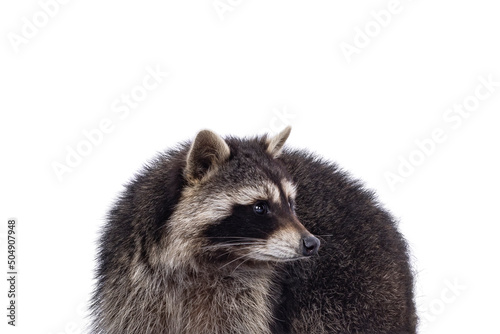 Head shot of cute Raccoon aka procyon lotor. Looking to the side showing profile. Isolated on a white background. © Nynke