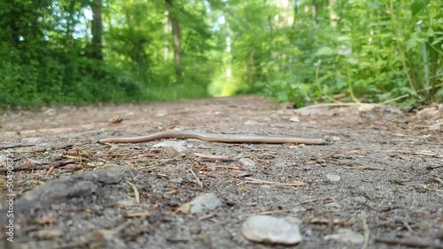 A blindworm in the springtime forest crossing over a footpath. Seen in Germany in May.