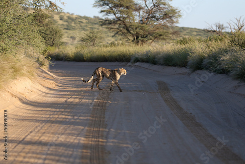 Cheetah crossing a dirt road in the Kgalagadi, South Africa