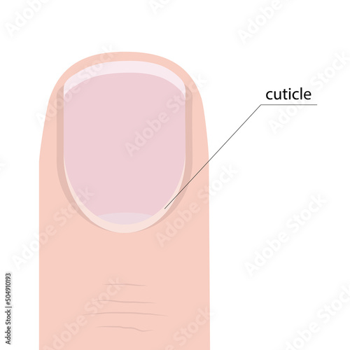 Image of a finger with a nail and cuticle with a pointer and the name of the cuticle