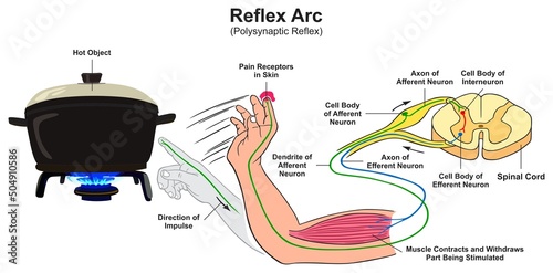 Reflex arc polysynaptic infographic diagram irritability example in human body hand touching hot object pain receptor impulse direction response cartoon vector drawing biology medical science  photo