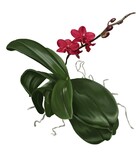 watercolor red orchid. Phalaenopsis is a realistic tropical flower. isolated illustration