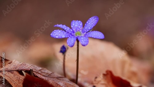 Hepatica transsilvanica with water drops in early spring photo