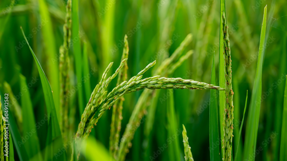 rice fields, rice plant, Oryza sativa, commonly known as Asian rice, is the plant species most commonly referred to in English as rice. rice fields, rice plant, Oryza sativa, commonly known as Asian rice, is the plant species most commonly referred to in English as rice.